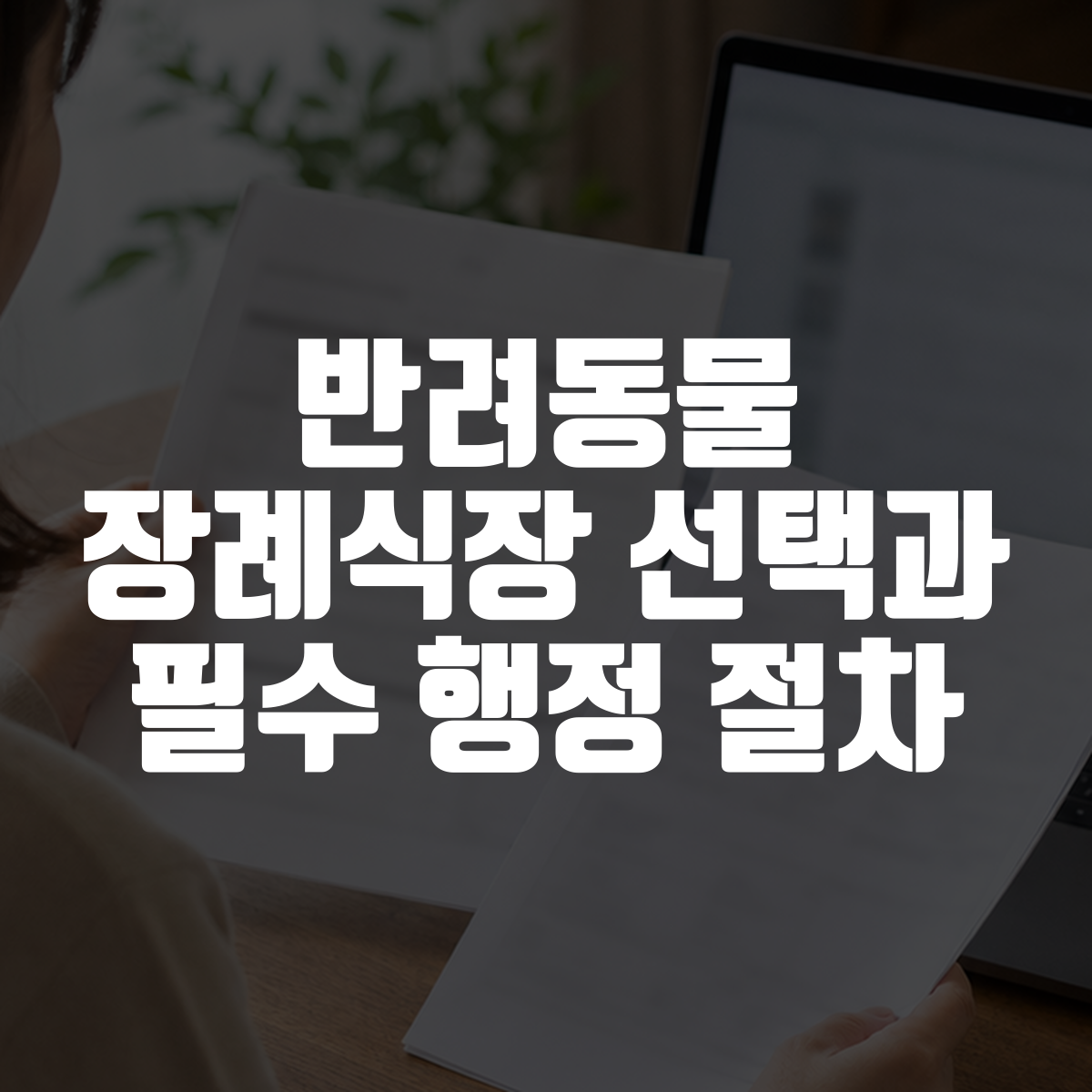 반려동물 장례식장 선택과 필수 행정 절차 대표 이미지